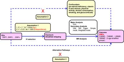 Causal relationship between breakfast skipping and bone mineral density: a two-sample Mendelian randomized study